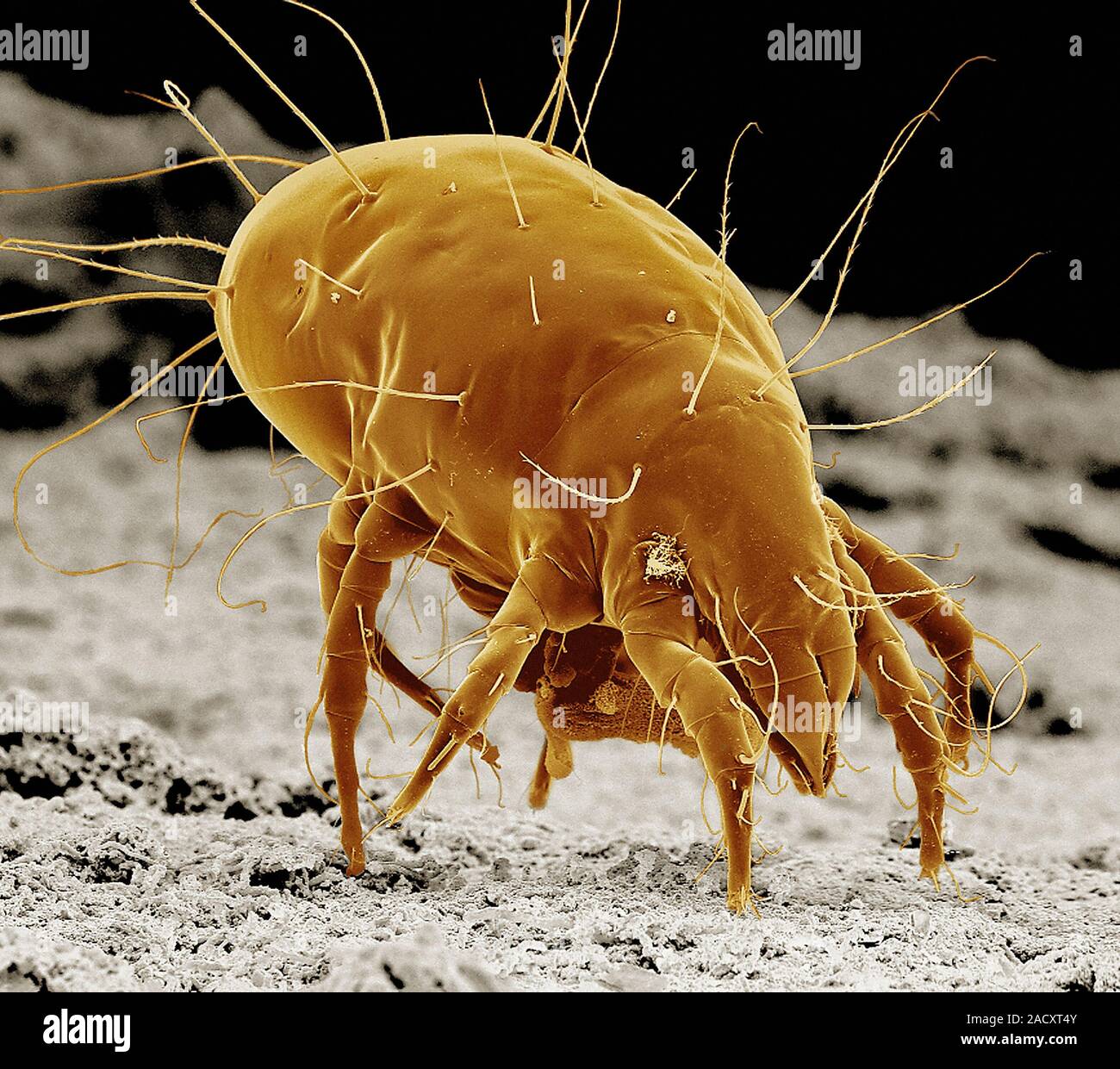 Käsemilbe. Farbige Scanning Electron Micrograph (SEM) eine Käsemilbe