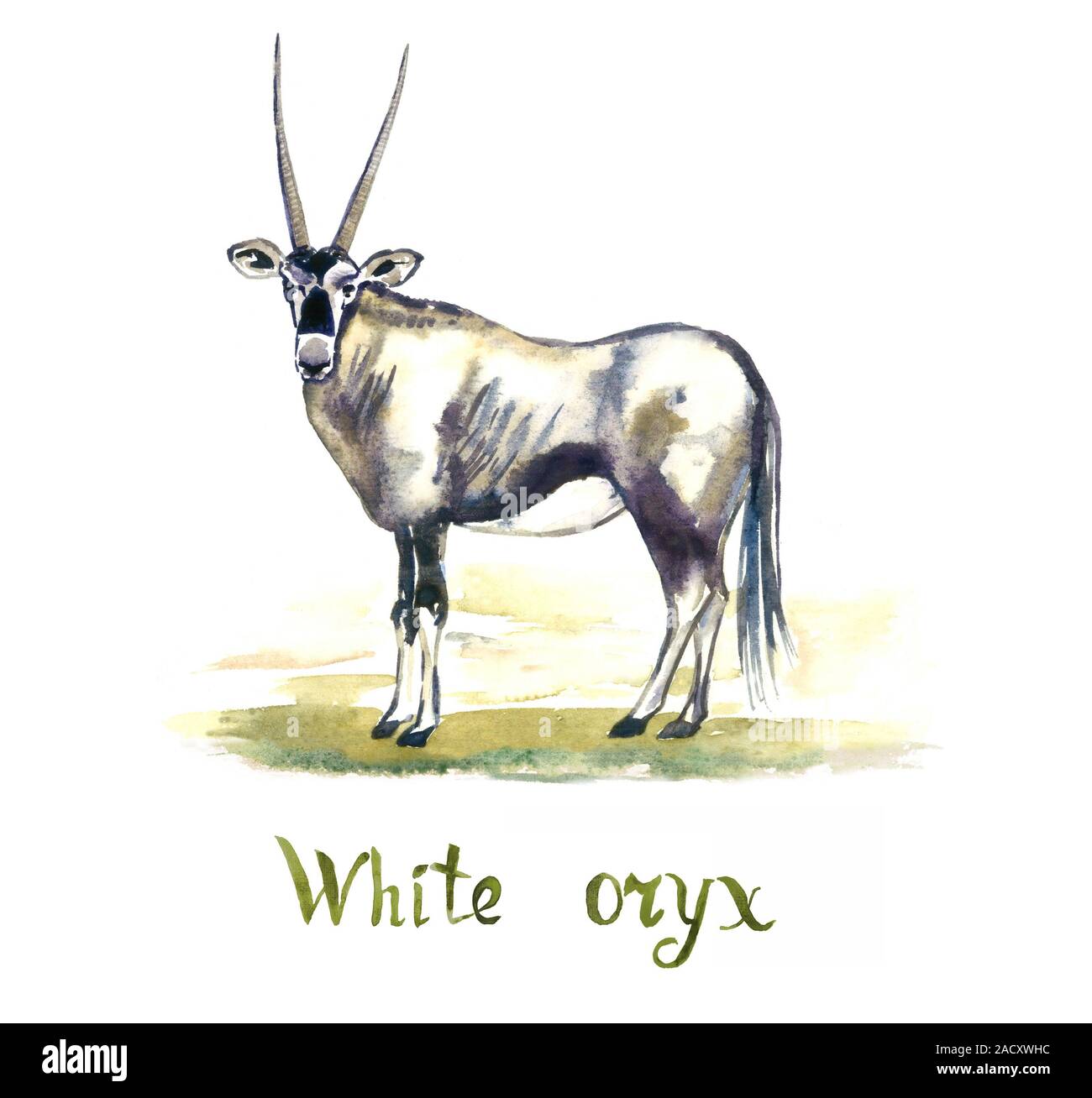 White Oryx Antilopen, handgemaltes Aquarell Abbildung auf weißen, Element isoliert für Design Stockfoto