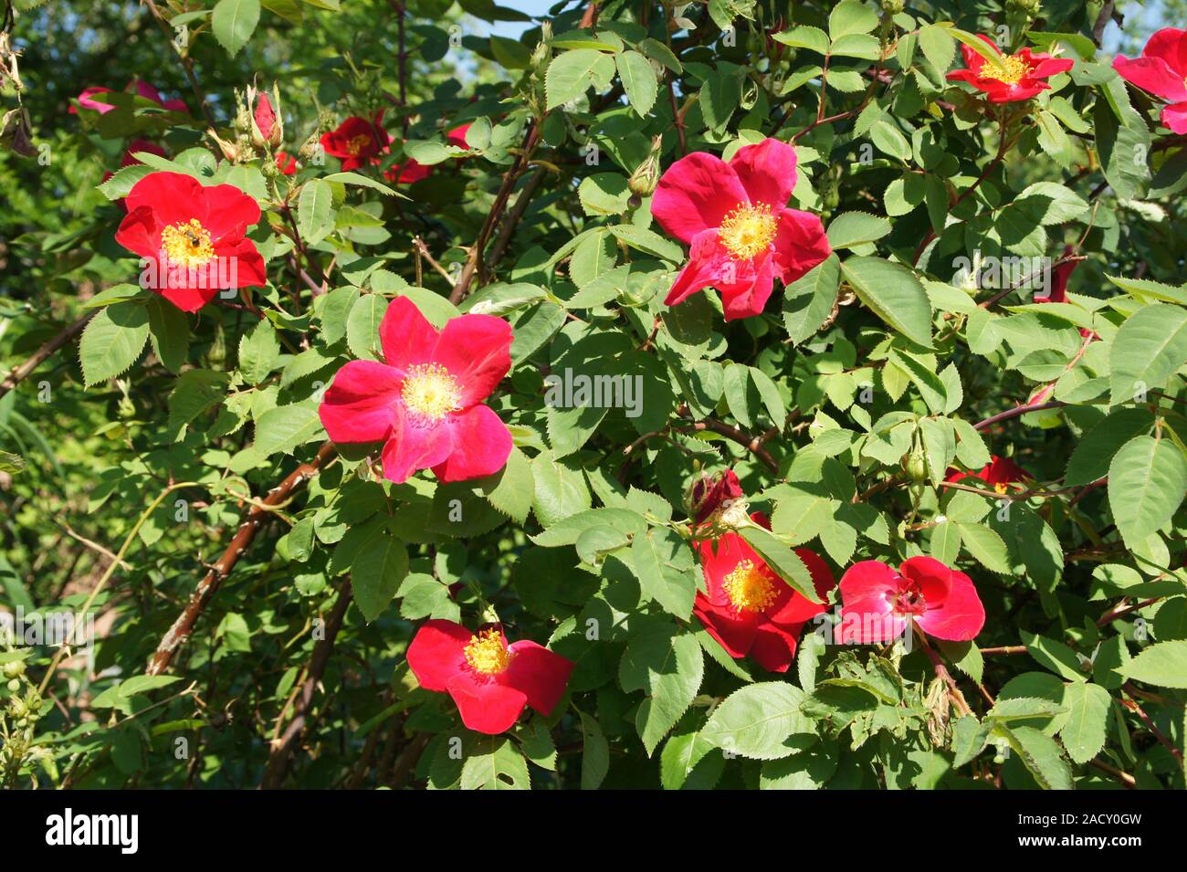 Gallic rose -Fotos und -Bildmaterial in hoher Auflösung – Alamy
