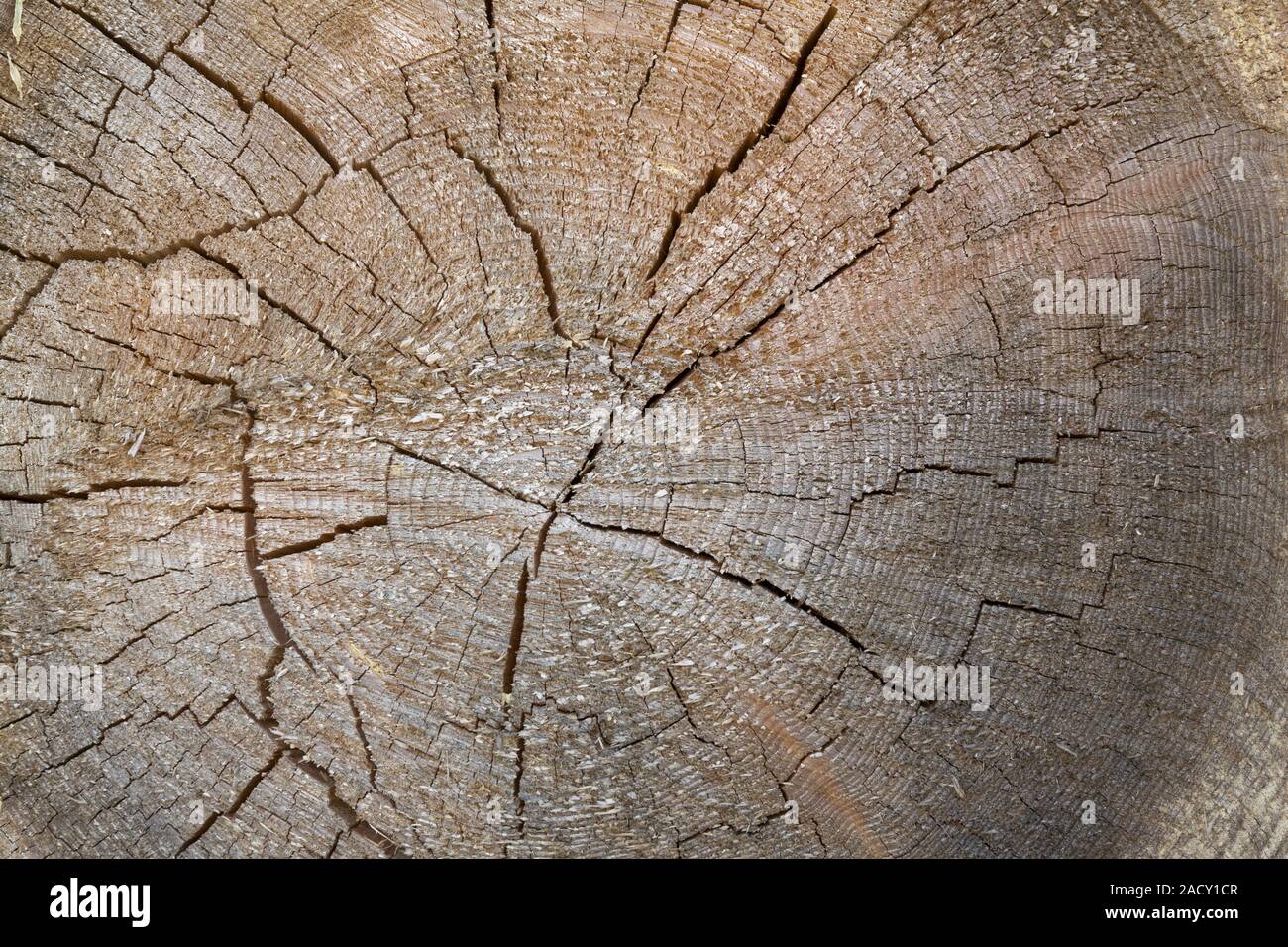 Querschnitt durch einen Baumstamm mit jährlichen Ringe Stockfotografie