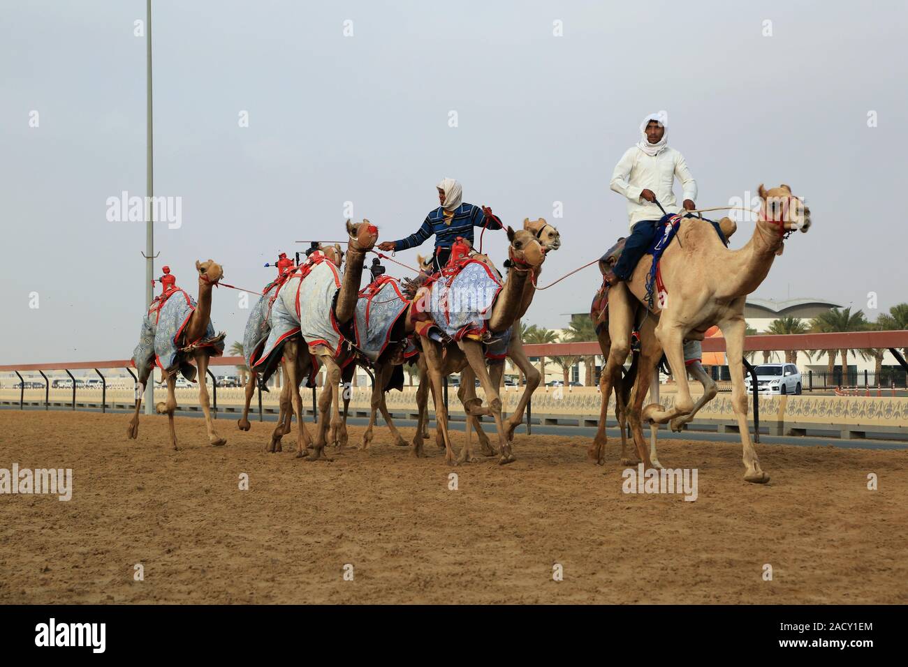 Training für kamelrennen auf der Rennstrecke in Al Marmoun in der Nähe von Dubai Stockfoto