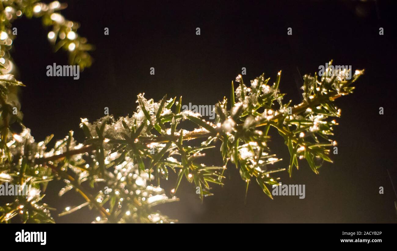 Vor dem Winter. Reinheit und Glühen der erste Schnee. Symbol der Braut Unschuld Stockfoto