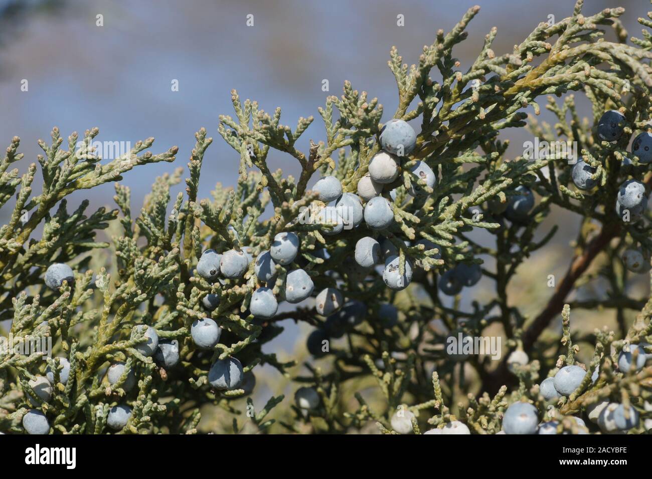Juniperus virginiana Grey Owl, Virginischer Wacholder, graue Eule Juniper Stockfoto