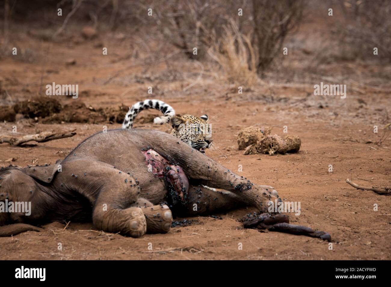Leopard versteckt sich hinter einem Elefanten Leichnam in den Krüger National Park, Südafrika. Stockfoto