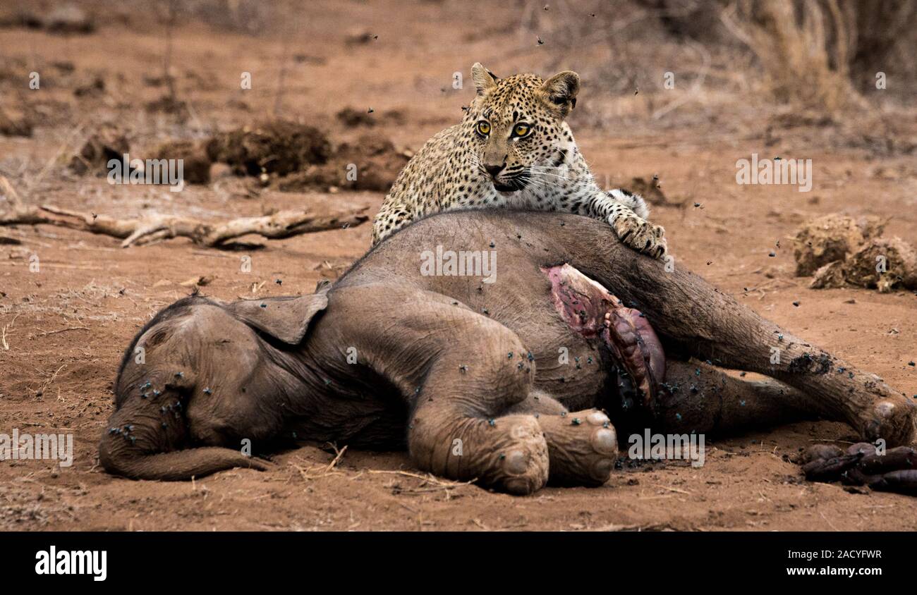 Leopard Fütterung Aas auf einem Elefanten im Krüger Nationalpark, Südafrika. Stockfoto