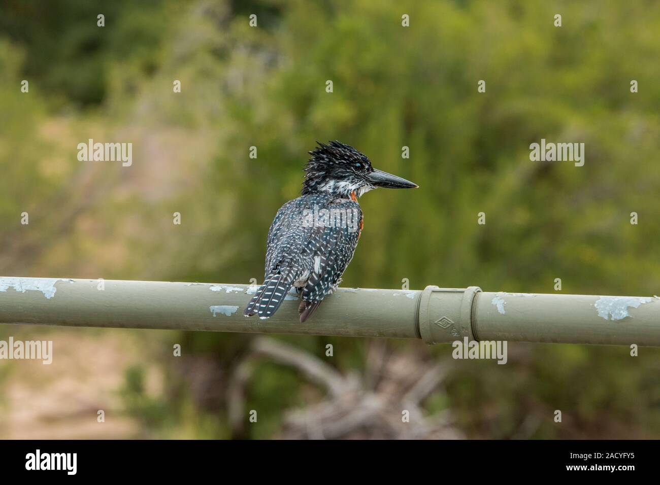 Giant Kingfisher im Krüger National Park, Südafrika. Stockfoto