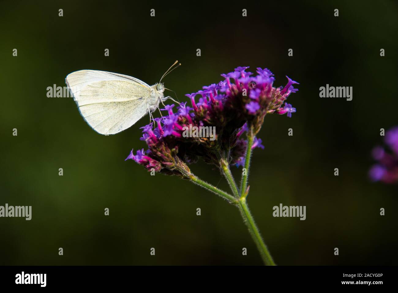 Schmetterlinge kohlweißling Stockfotos und bilder Kaufen Alamy