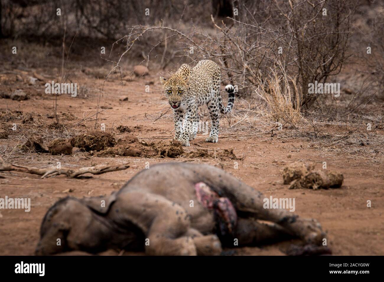 Leopard zu Fuß zu einem Elefanten Leichnam in den Krüger National Park, Südafrika. Stockfoto