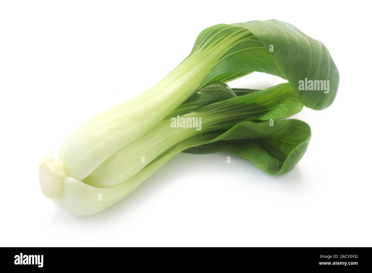 Pak Choi isoliert auf weißem Stockfoto