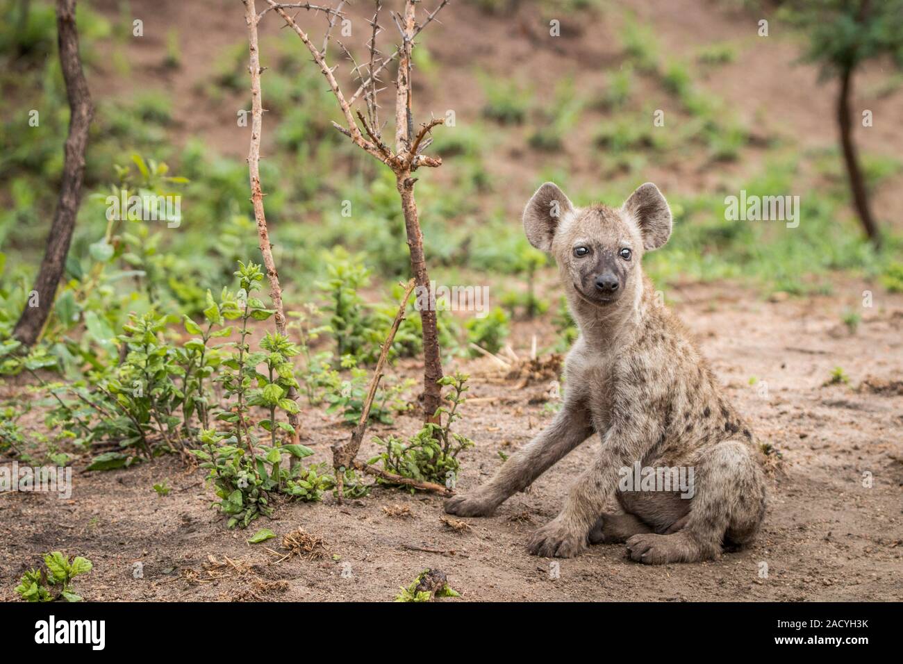 Starring Tüpfelhyäne cub im Krüger National Park Stockfoto