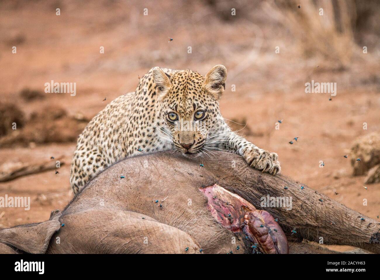 Leopard Fütterung von einem Baby Elephant Leichnam in den Kruger National Park Stockfoto