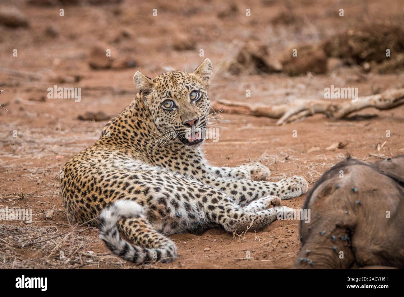 Leopard Festlegung neben einem Baby Elephant Leichnam in den Kruger National Park Stockfoto