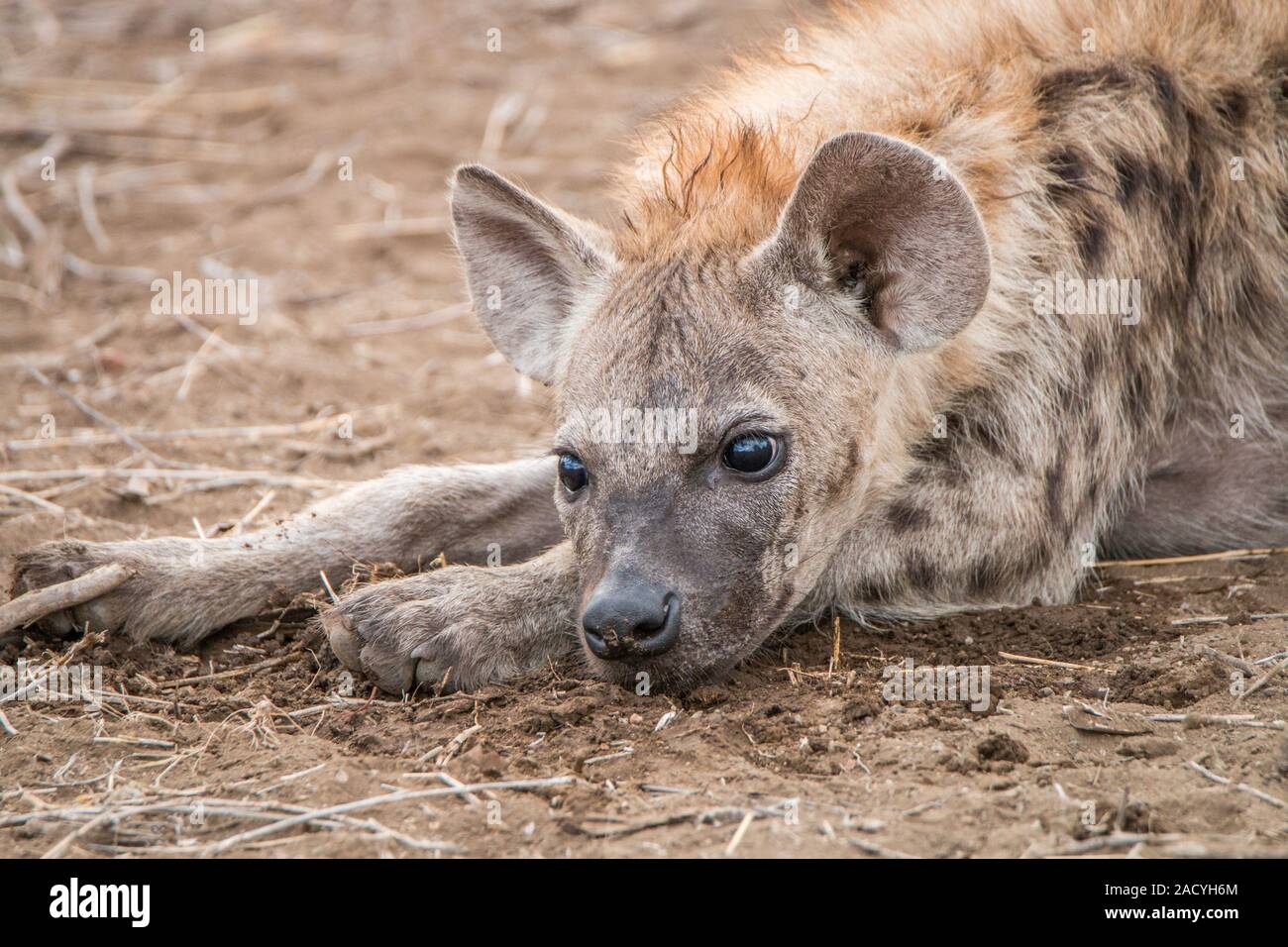 Starring Tüpfelhyäne cub im Krüger National Park Stockfoto