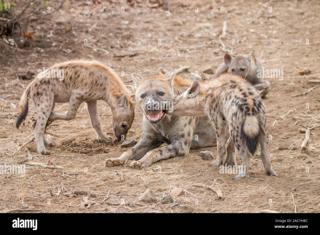Tüpfelhyänenjunge mit Mutter Hyäne im Krüger National Park Stockfoto