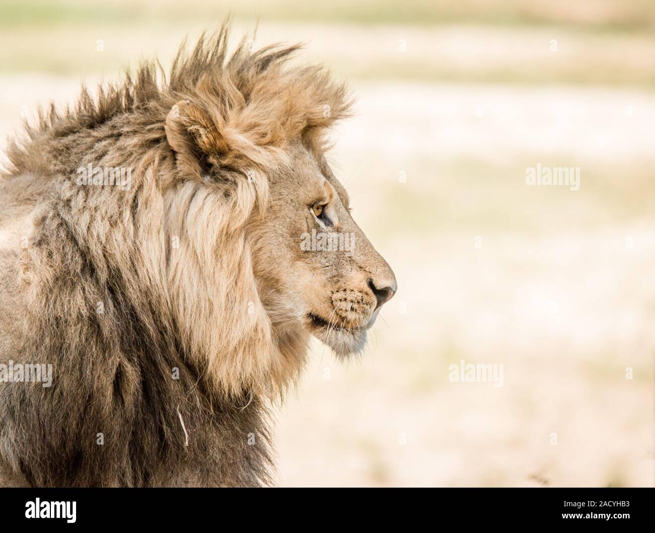 Seite Profil von einem Löwen in den Kruger National Park Stockfoto