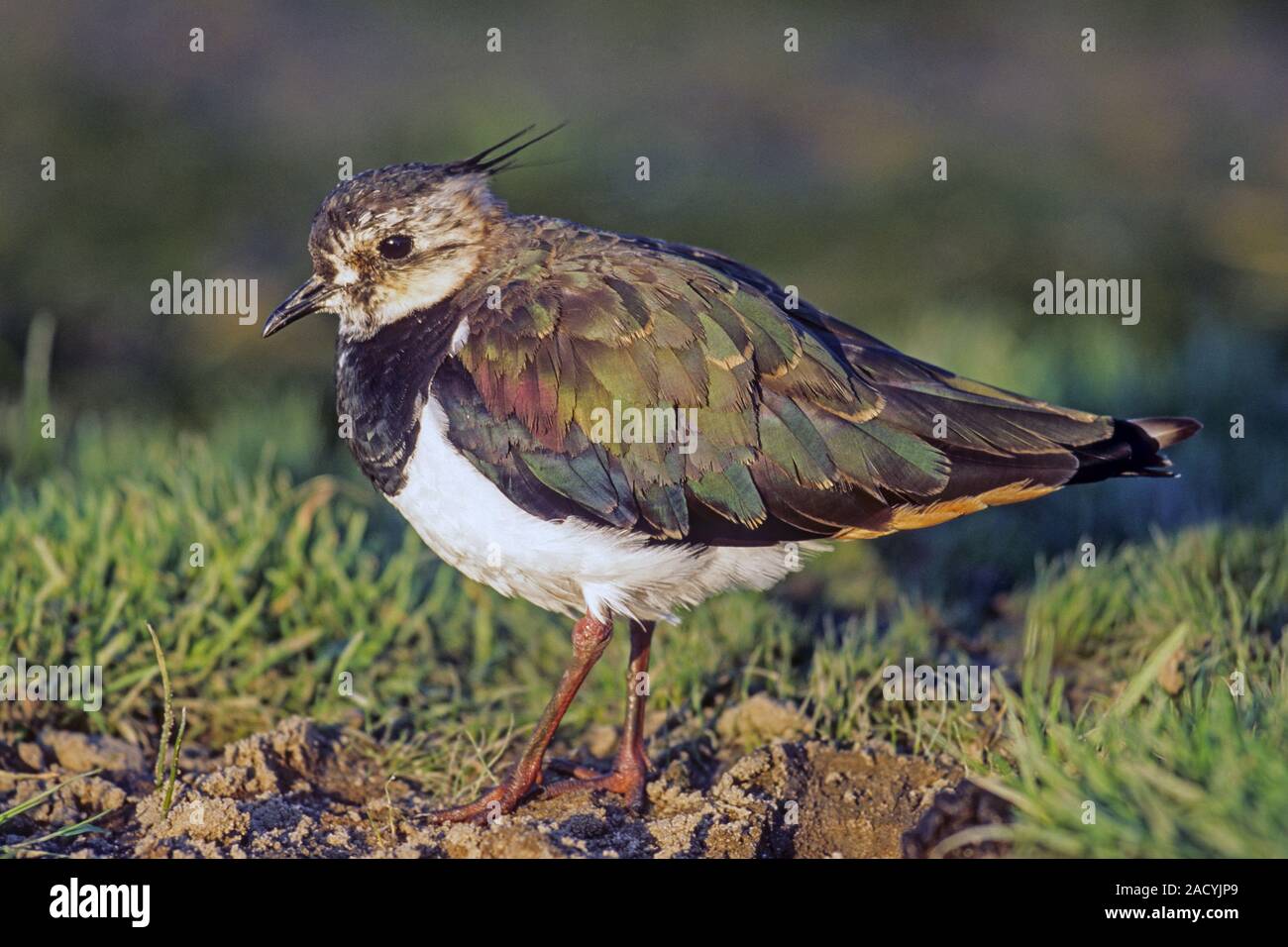 Northern Kiebitz, im Winter, es bildet sehr große Herden im offenen Land Stockfoto