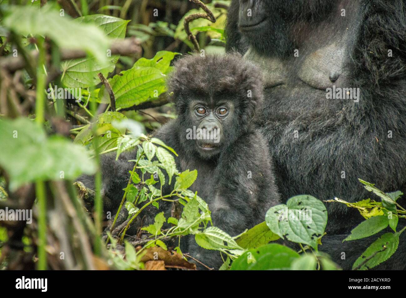 Starring baby Berggorillas im Virunga National Park. Stockfoto