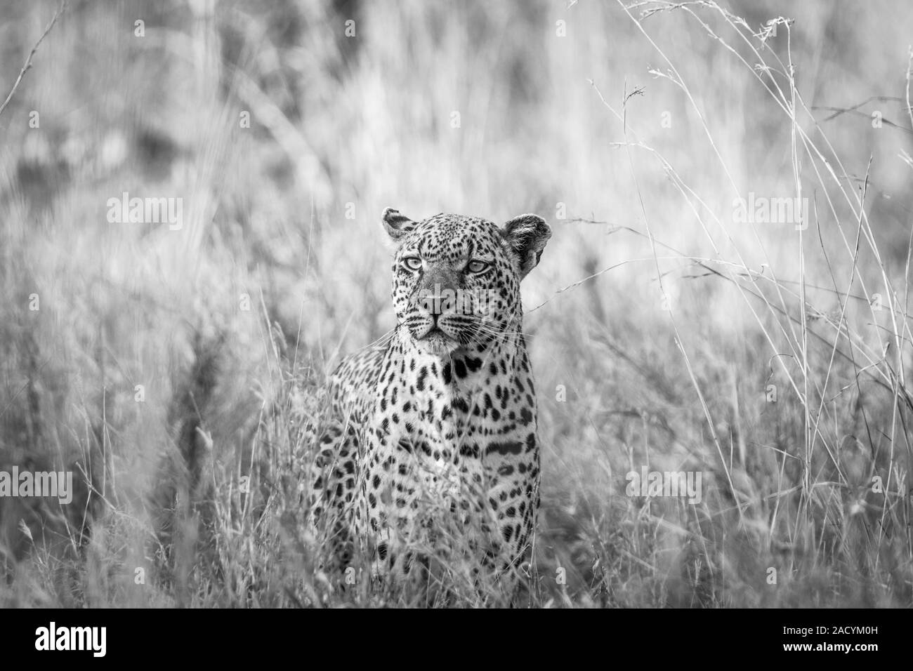 Leopard im Gras in Schwarz und Weiß im Krüger National Park. Stockfoto