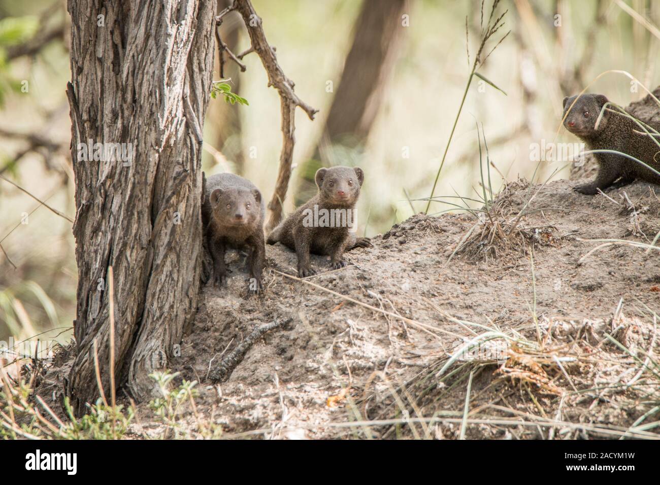 Drei dwarf Mongoose im Krüger National Park. Stockfoto