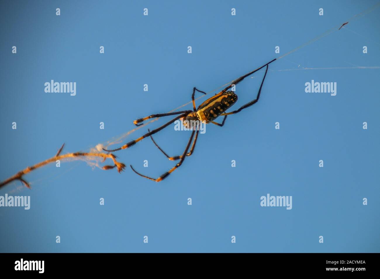 Weibliche Golden orb Spinne im Netz im Selati Game Reserve. Stockfoto