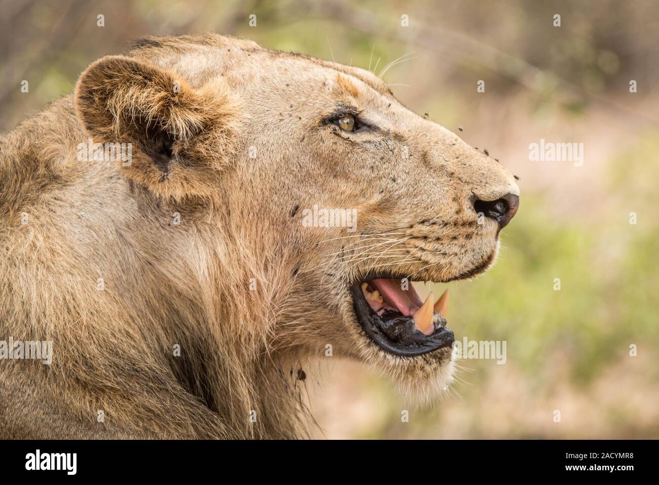 Seite Profil eines Löwen im Krüger National Park. Stockfoto
