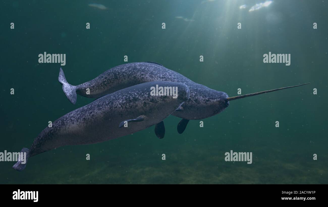 Narwhal Paar, zwei Monodon Camelopardalis zusammen schwimmen im Meer Stockfoto