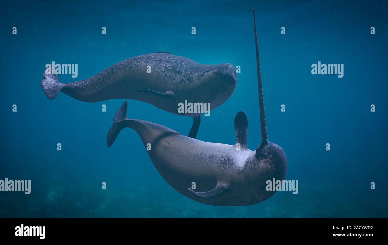 Narwhal Paar, zwei Monodon Camelopardalis spielen im Ozean Stockfoto