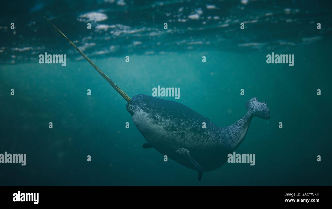 Narwhal, männliche Monodon camelopardalis Schwimmen im Meer Stockfoto