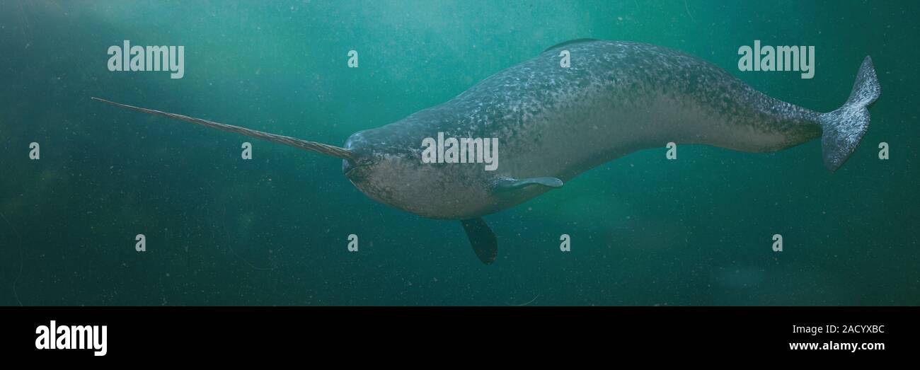 Narwhal, männliche Monodon camelopardalis Schwimmen im Meer Stockfoto