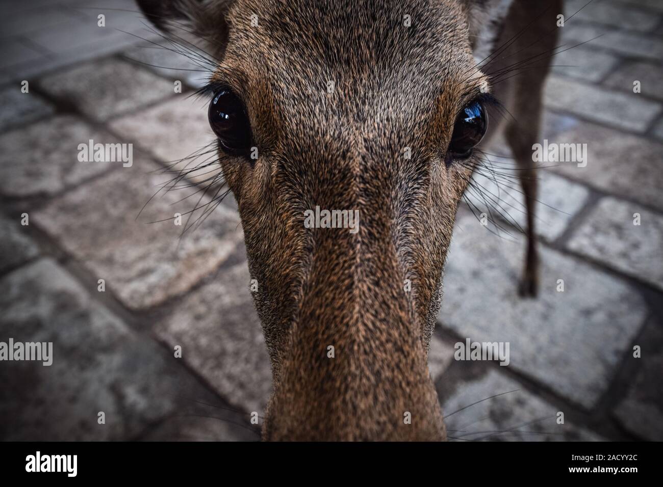 Close-up auf eine lustige Hirsch Gesicht in Nara, Japan. Stockfoto