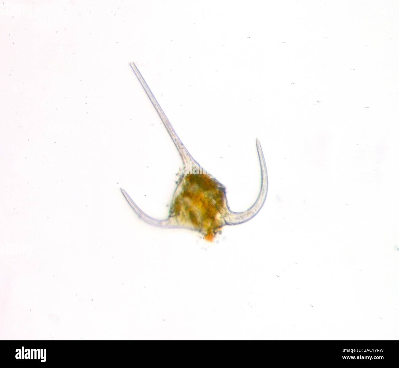 Dinoflagellaten - Stockfoto