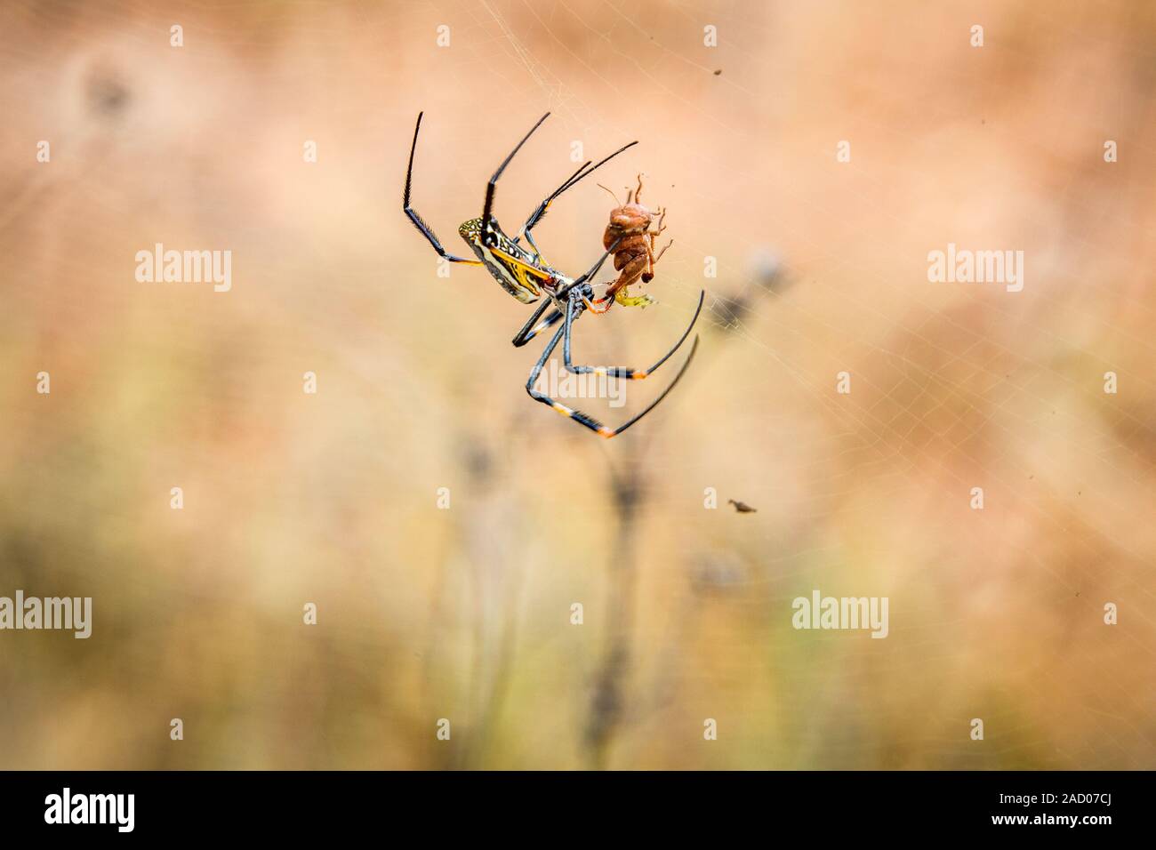 Weibliche Golden-orb Spinne im Netz mit ihrer Beute in die selati Game Reserve. Stockfoto