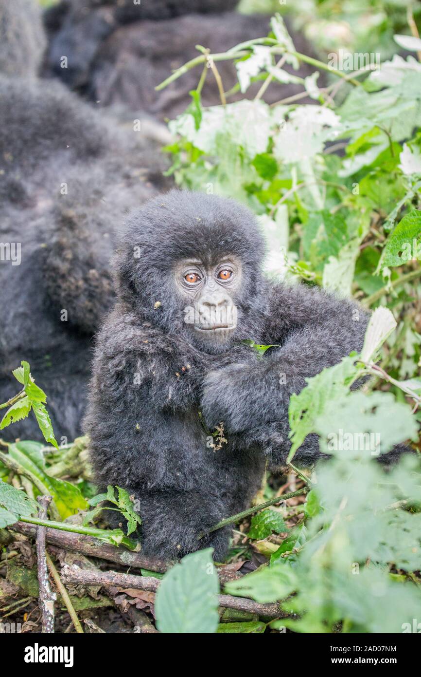 Baby silber-schwarzen Berggorillas im Virunga National Park. Stockfoto