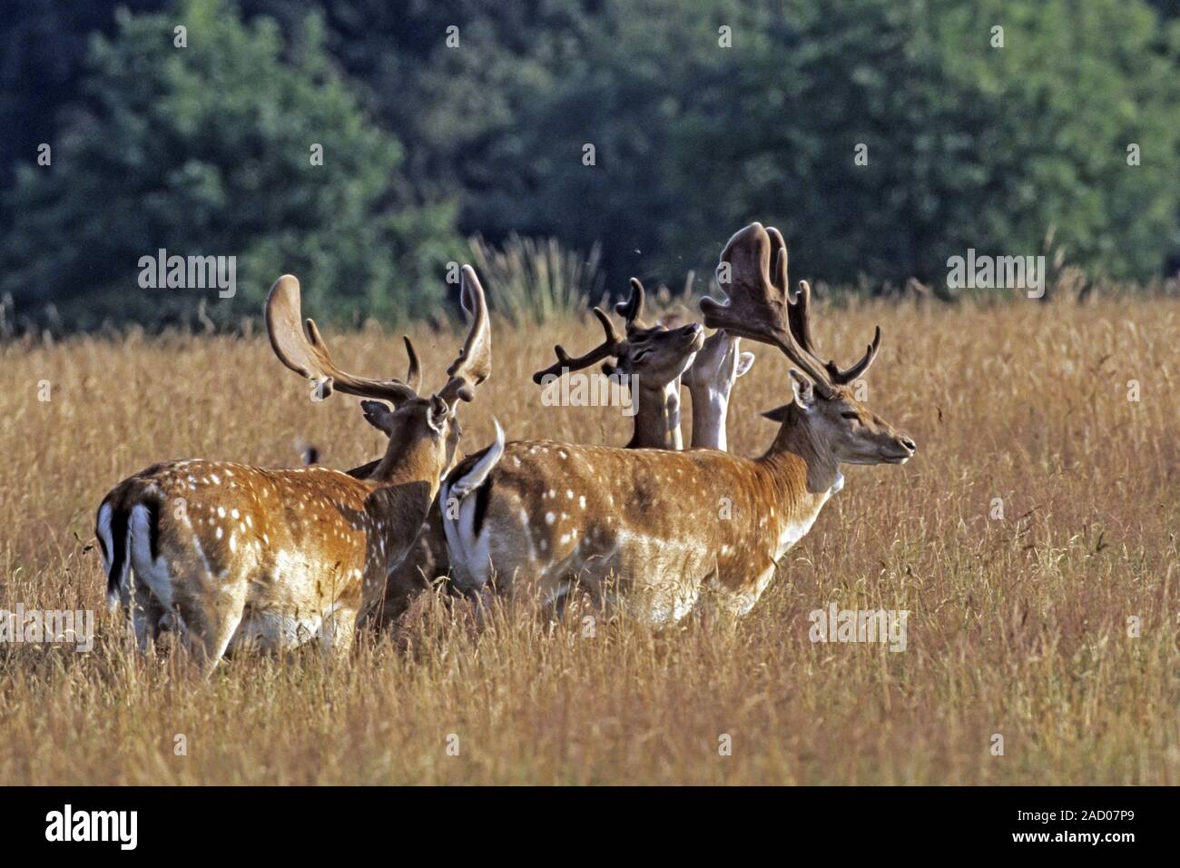 Damwild, die Hirsche rub gegen Bäume und andere Objekte zu helfen Velvet von ihrem Geweih entfernen Stockfoto