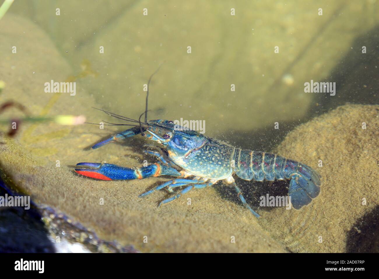 Rotscherenkrebs, Cherax quadricarinatus, australische Rote Kralle Flusskrebse Stockfoto