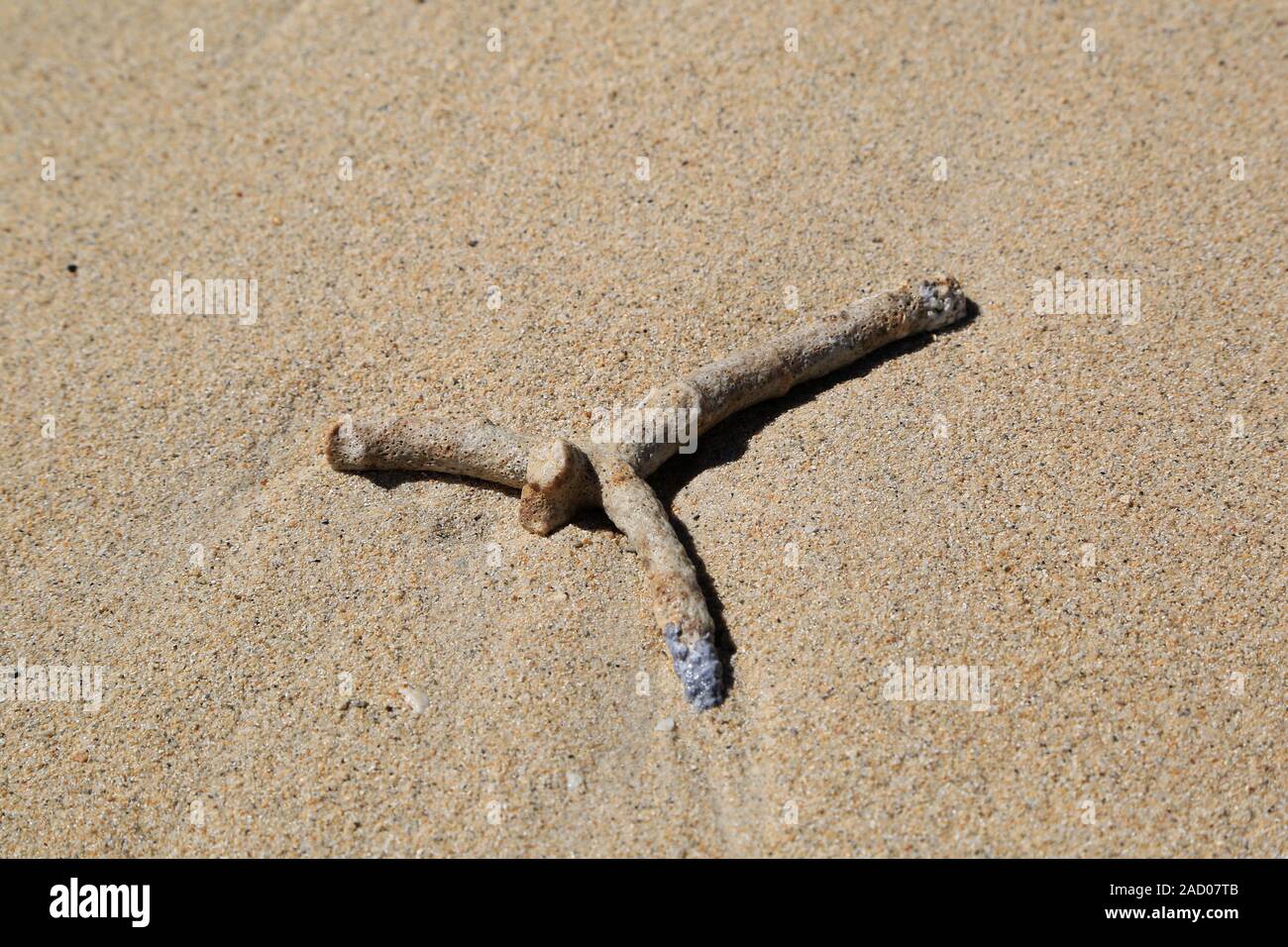 Strand, Sand, Korallen, Schwimmer, Urlaub, Symbol Stockfoto