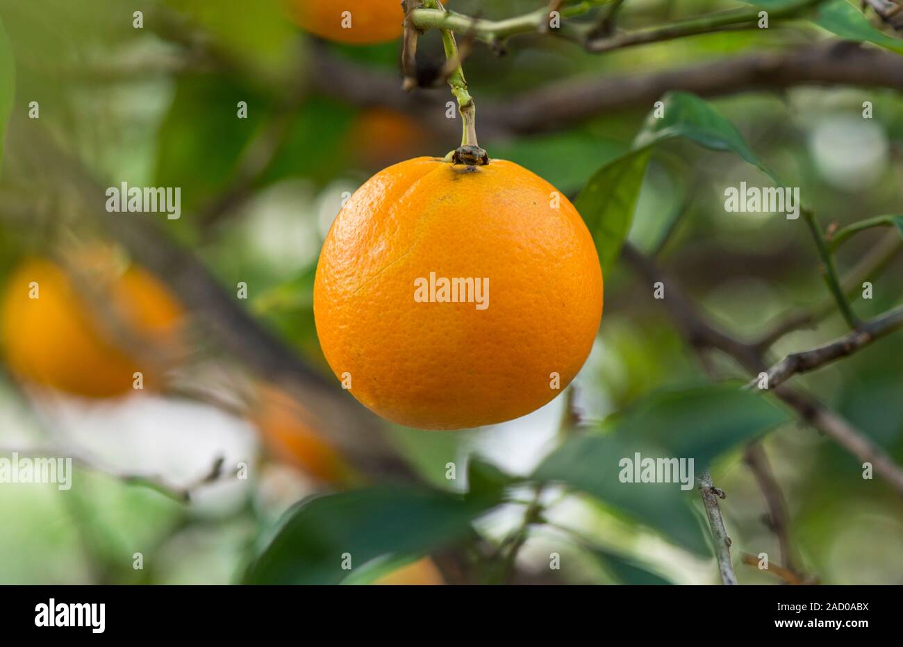 Navel Orangen am Baum. Andalusien, Spanien. Stockfoto