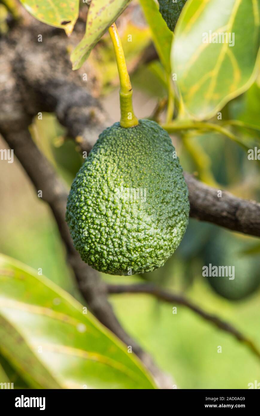 Hass Avocado, Persea Americana "Hass", Frucht am Baum wächst. Andalusien, Spanien. Stockfoto