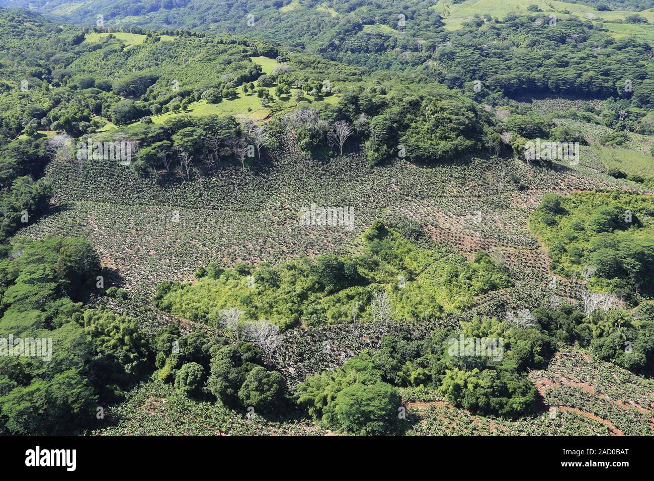 Mauritius, Landschaft mit Bananen Plantage nahe Chamarel Stockfoto