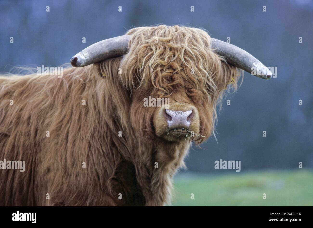 Highland Cattle, sie sind gut - Natürliche aber sehr Schutz ihrer Jungen Stockfoto