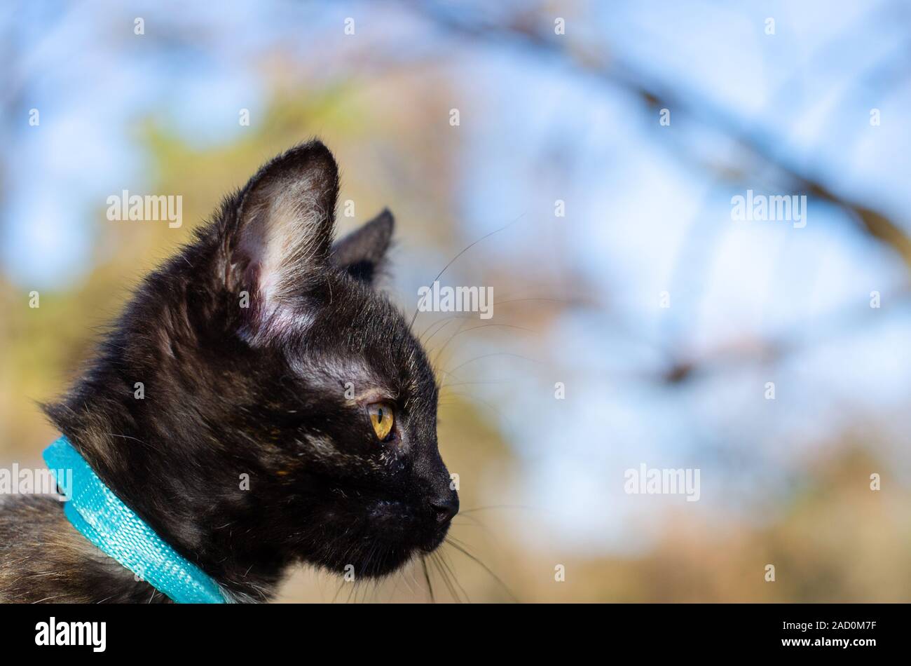 Tortie Kätzchen beobachten eng an ihre Menschen Stockfoto