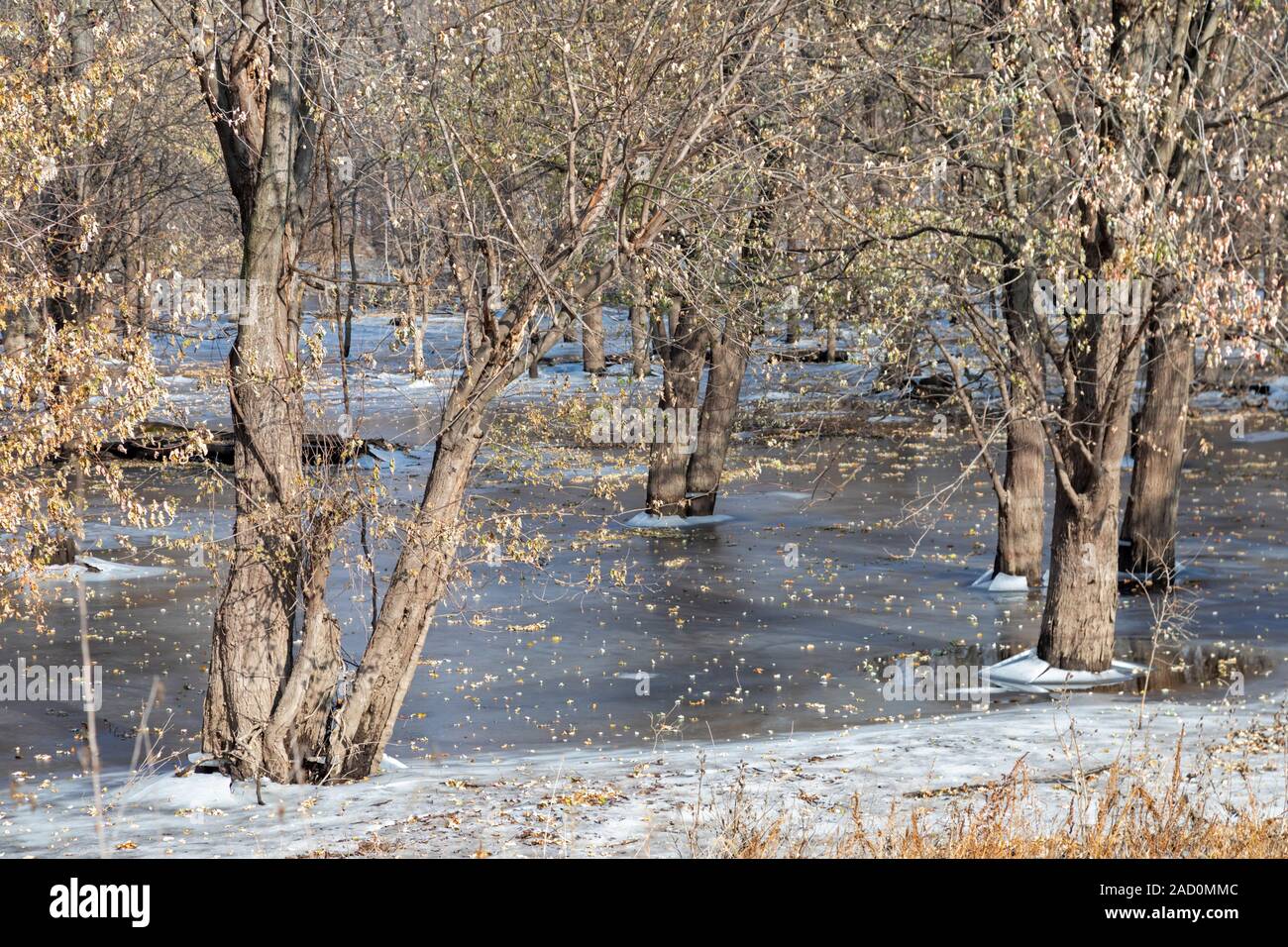 Illinois City, Illinois - Bäume sind in Eis in einem Bereich in der Nähe des Mississippi Flusses eingefroren. Stockfoto