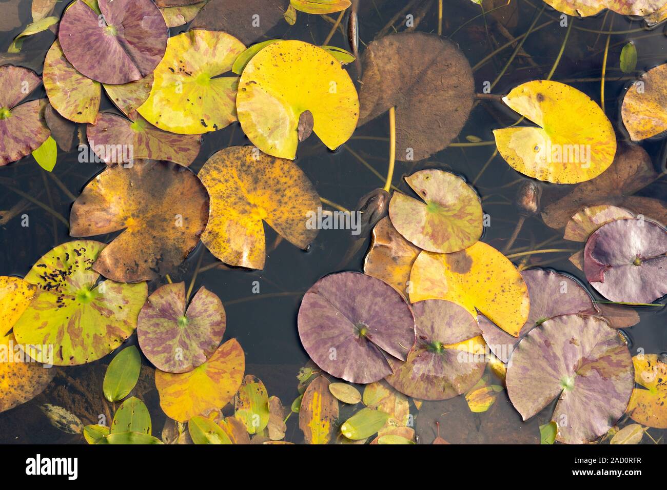 In der Nähe von Water Lilly Blätter mit herbstlichen Farben Stockfoto