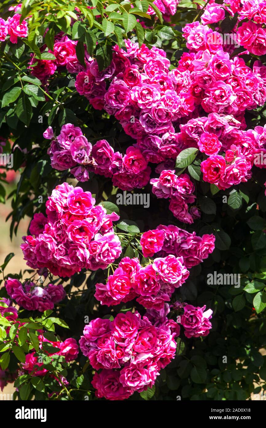 Rosa Kletterrosen Rosa Rosen Rudolfina Stockfoto