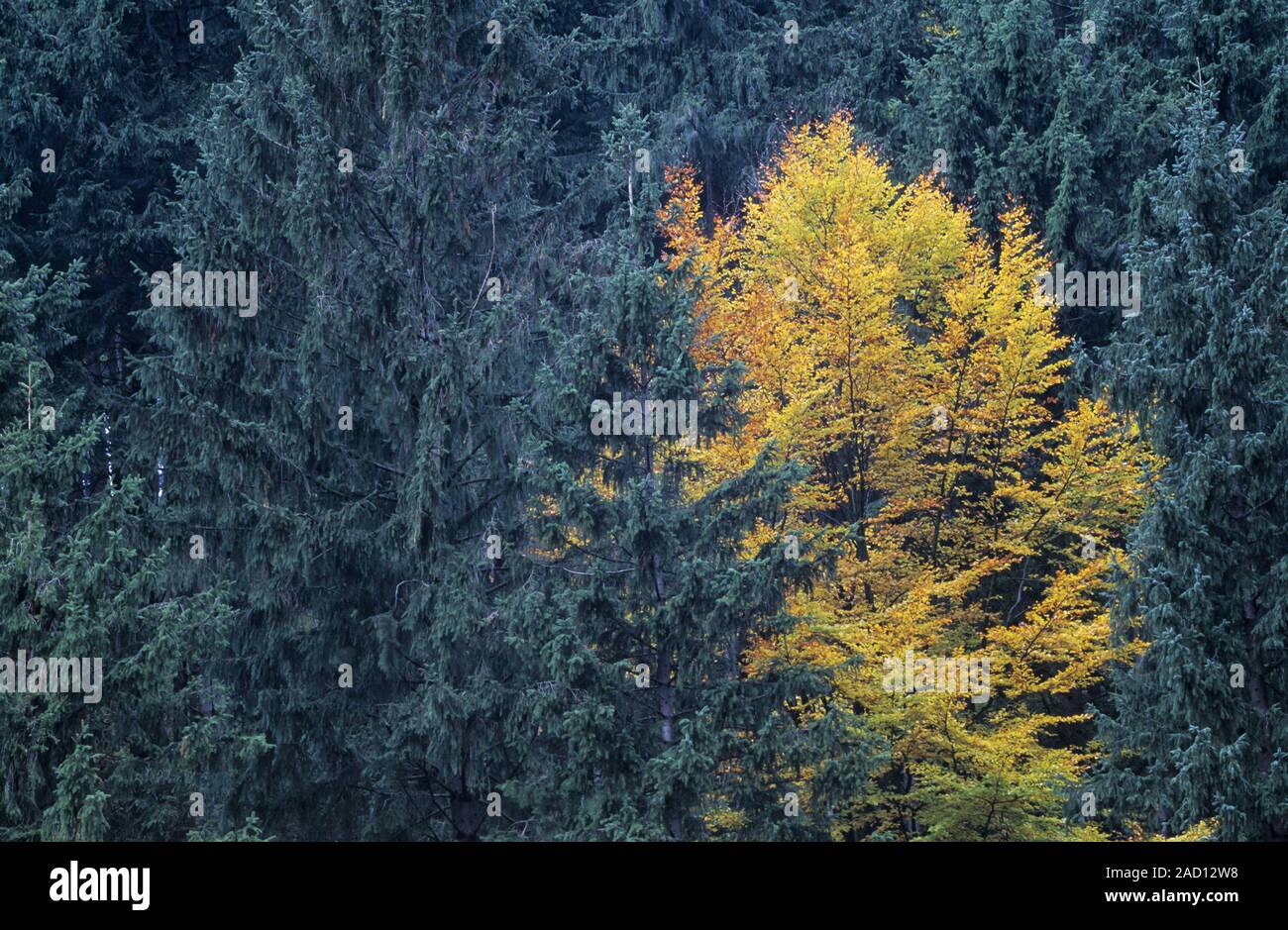 Gemeinsame Buche im Herbst zwischen Fichten/Siebertal-Harz Stockfoto
