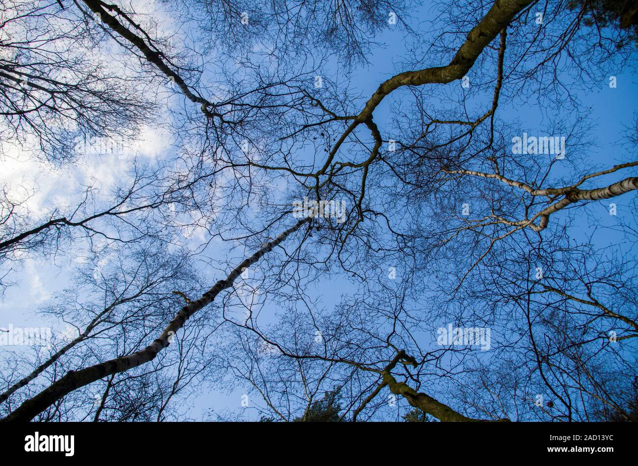 Blick in die Bäume ohne Blätter, Birke Wald. Blauen Himmel im Hintergrund Zweige ohne Blätter, Herbst und Winter Stimmung. Stockfoto