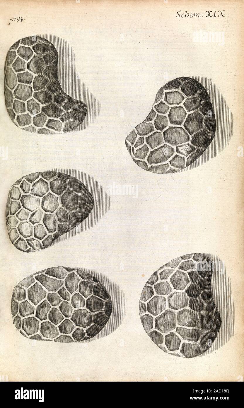 Mohnsamen. 17. jahrhundert Abbildung: Samen aus einer Mohnblume (Papaver  somniferum), wie unter einem Mikroskop von englischer Naturphilosoph Ro  gesehen Stockfotografie - Alamy