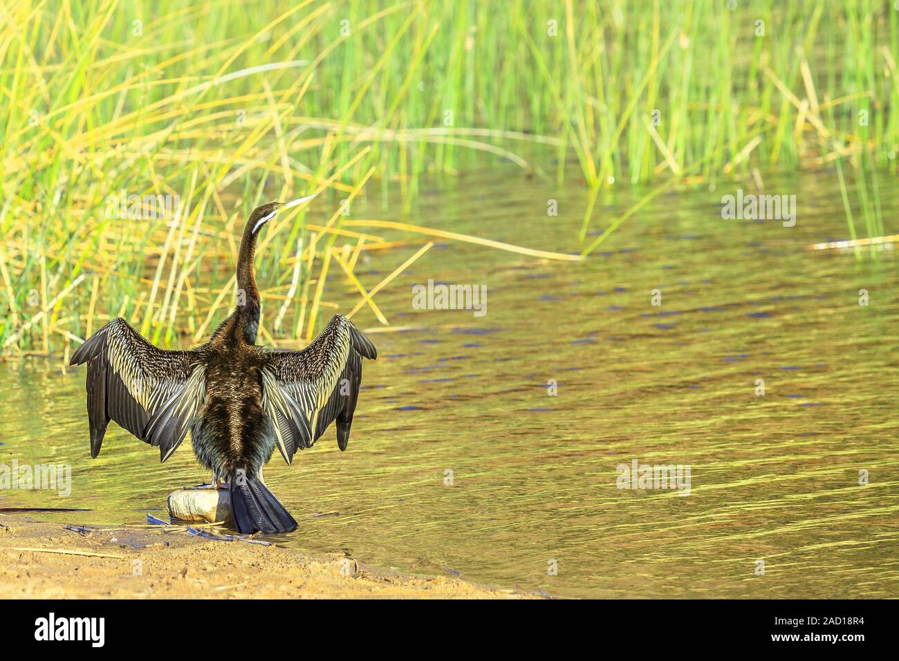 Australische darter ihre Flügel trocknen am Ufer der Glen Helen Schlucht bei permanenten Wasserloch Finke River, wichtige Zuflucht Wasservögel. West MacDonnell Stockfoto