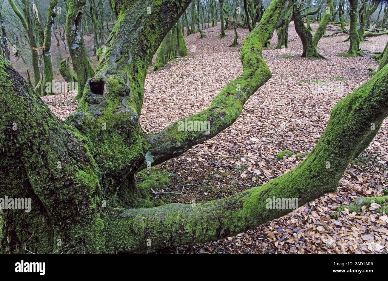 Gemeinsame Beeches in märchenhaften Wald Troldeskoven/Nationalpark Rebild Bakker Stockfoto