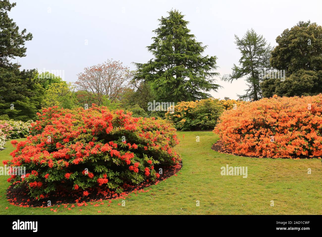 Edinburgh, Royal Botanic Garden, Rhododendron Garten Stockfoto